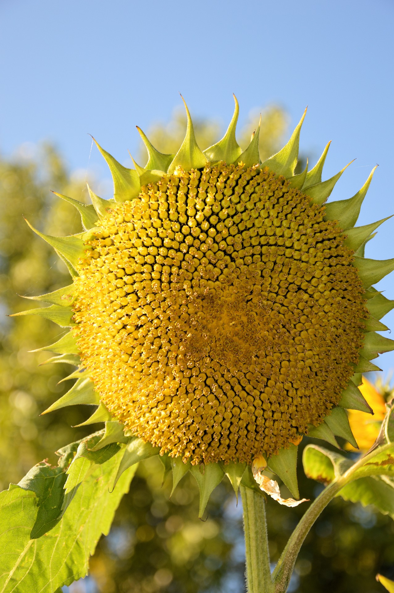 flower plant sunflower free photo