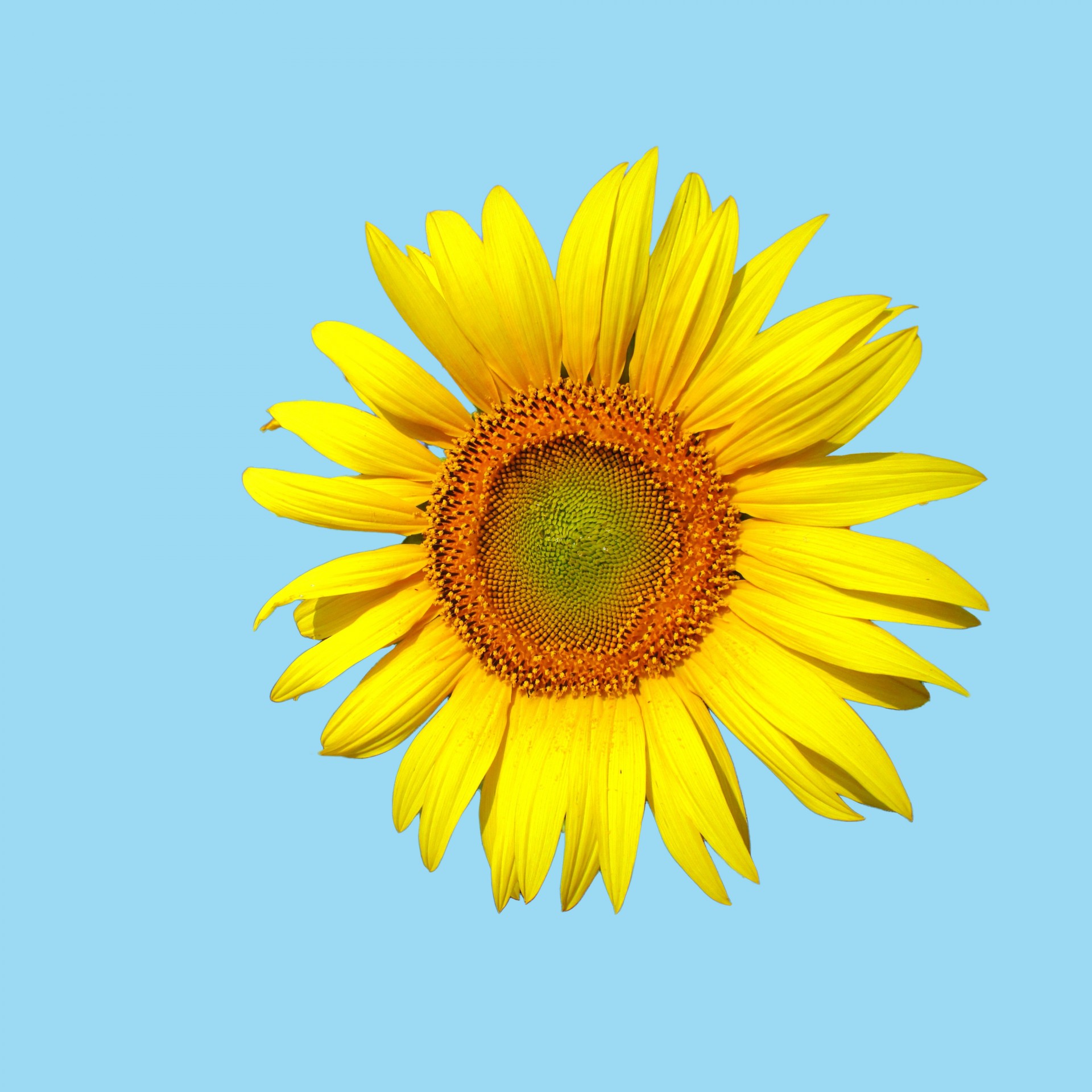sunflower flower bright free photo