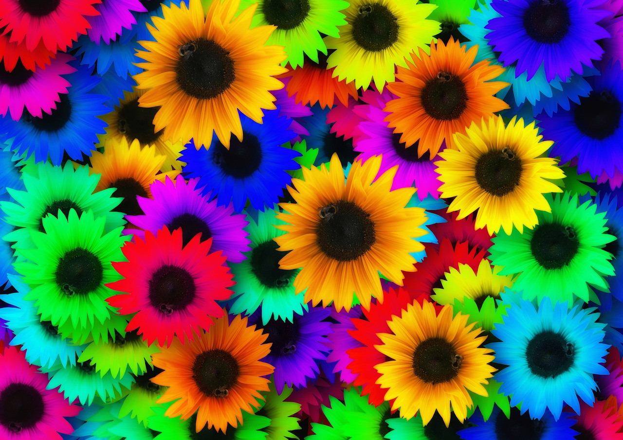 sunflower colorful color free photo