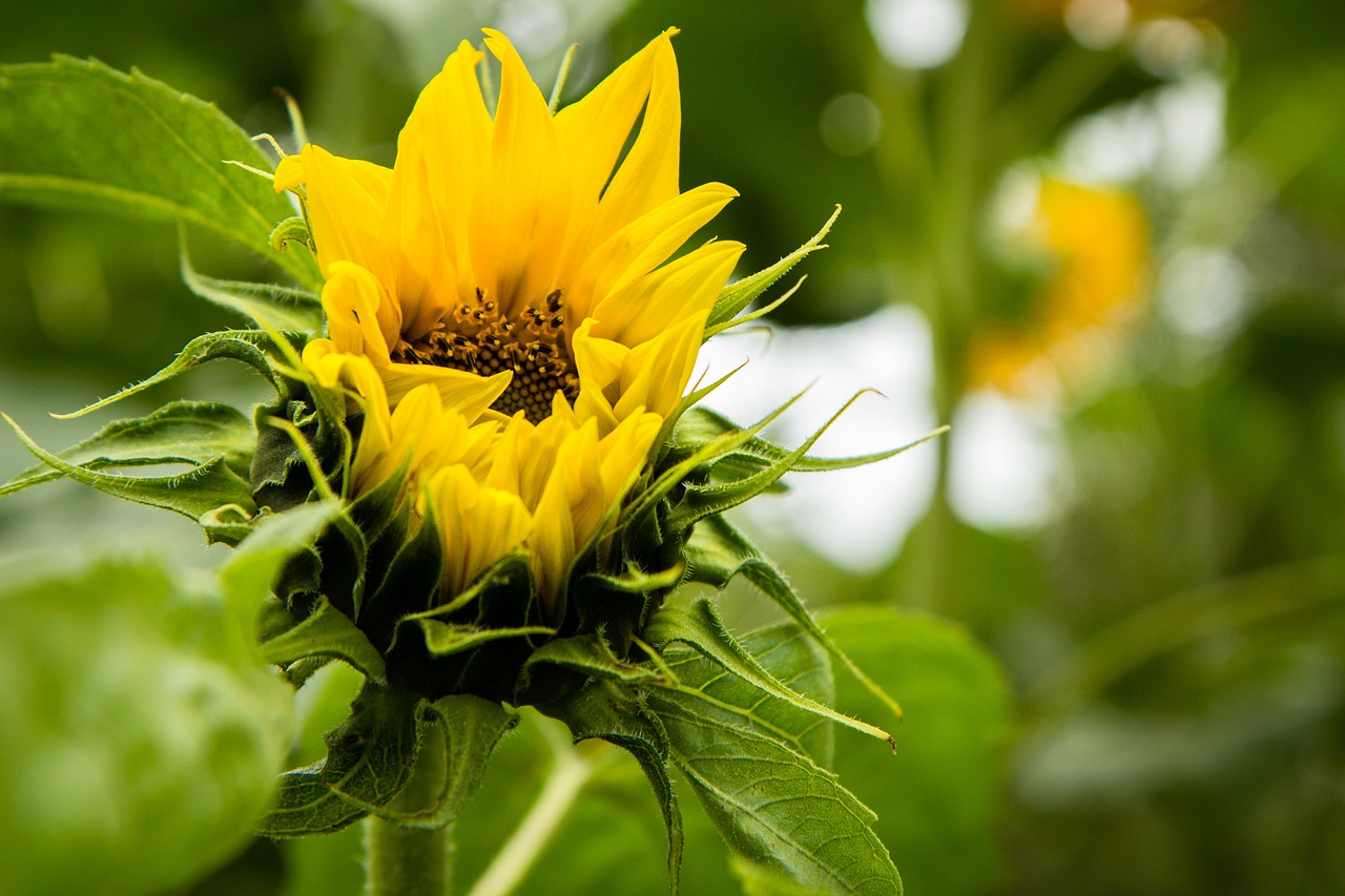 sunflower blooming sun free photo