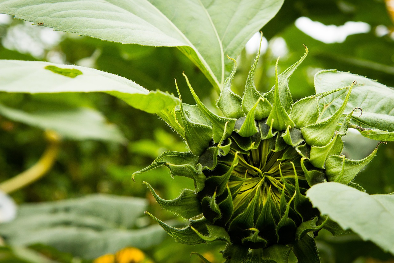 sunflower blooming sun free photo