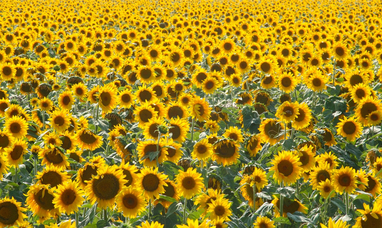 sunflower sol summer free photo