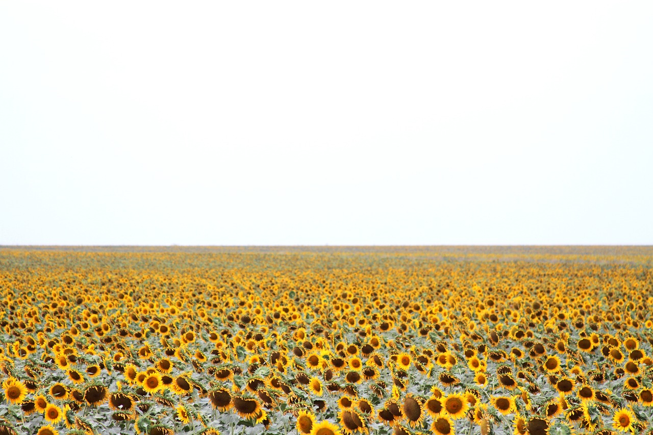 sunflower fields flowers free photo