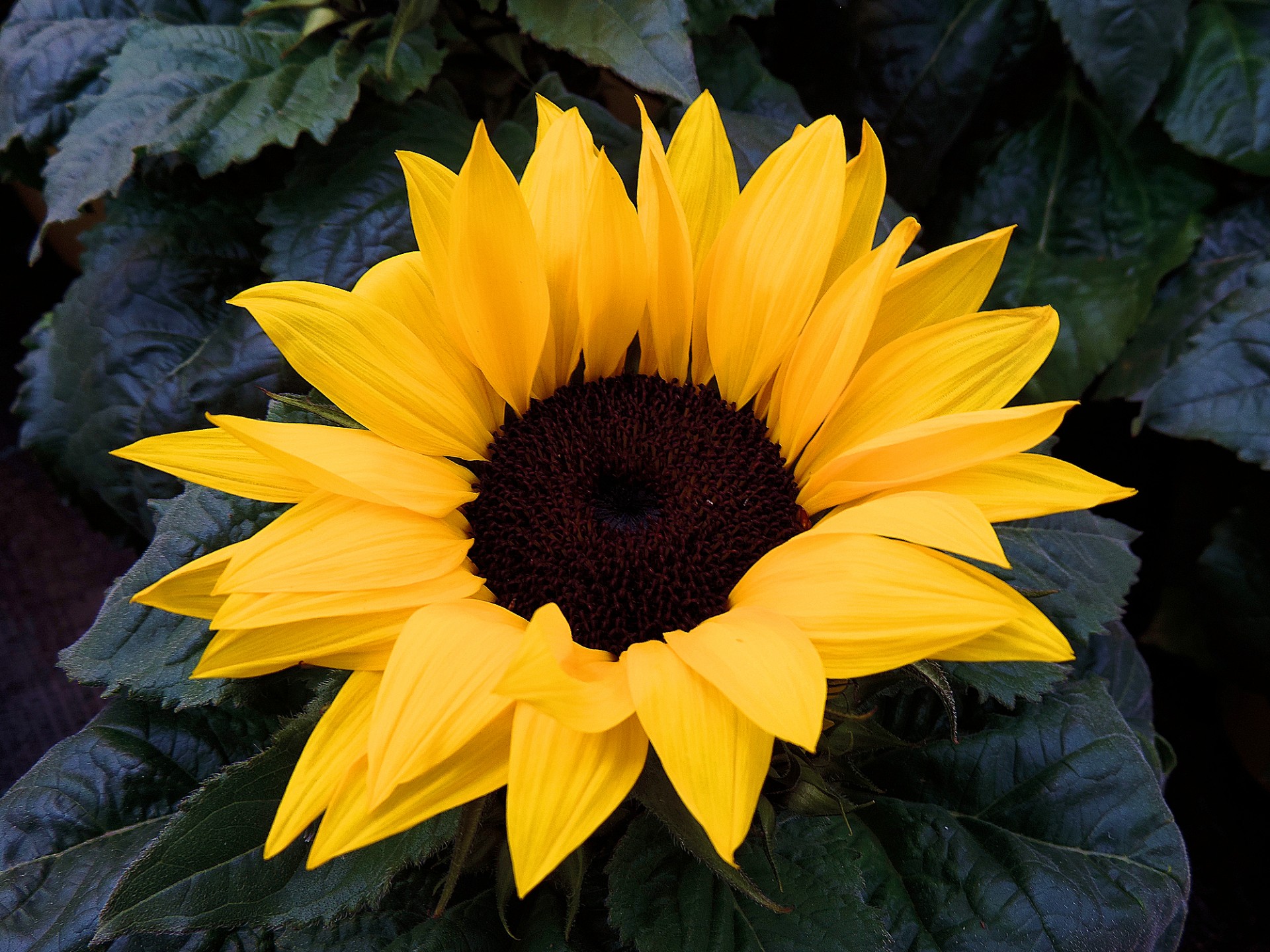 sunflower flower plant free photo