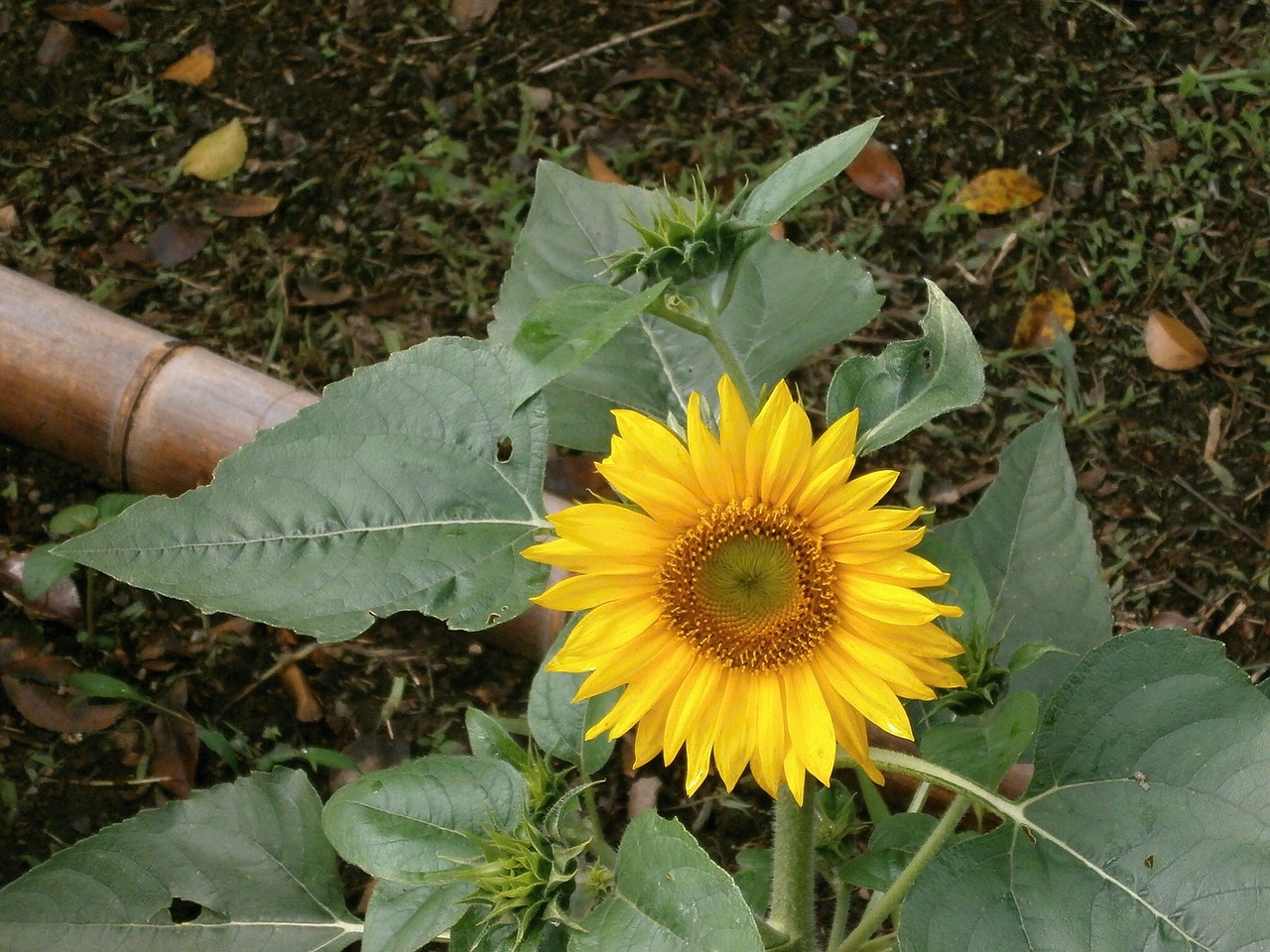 sunflower summer flowers yellow flowers free photo