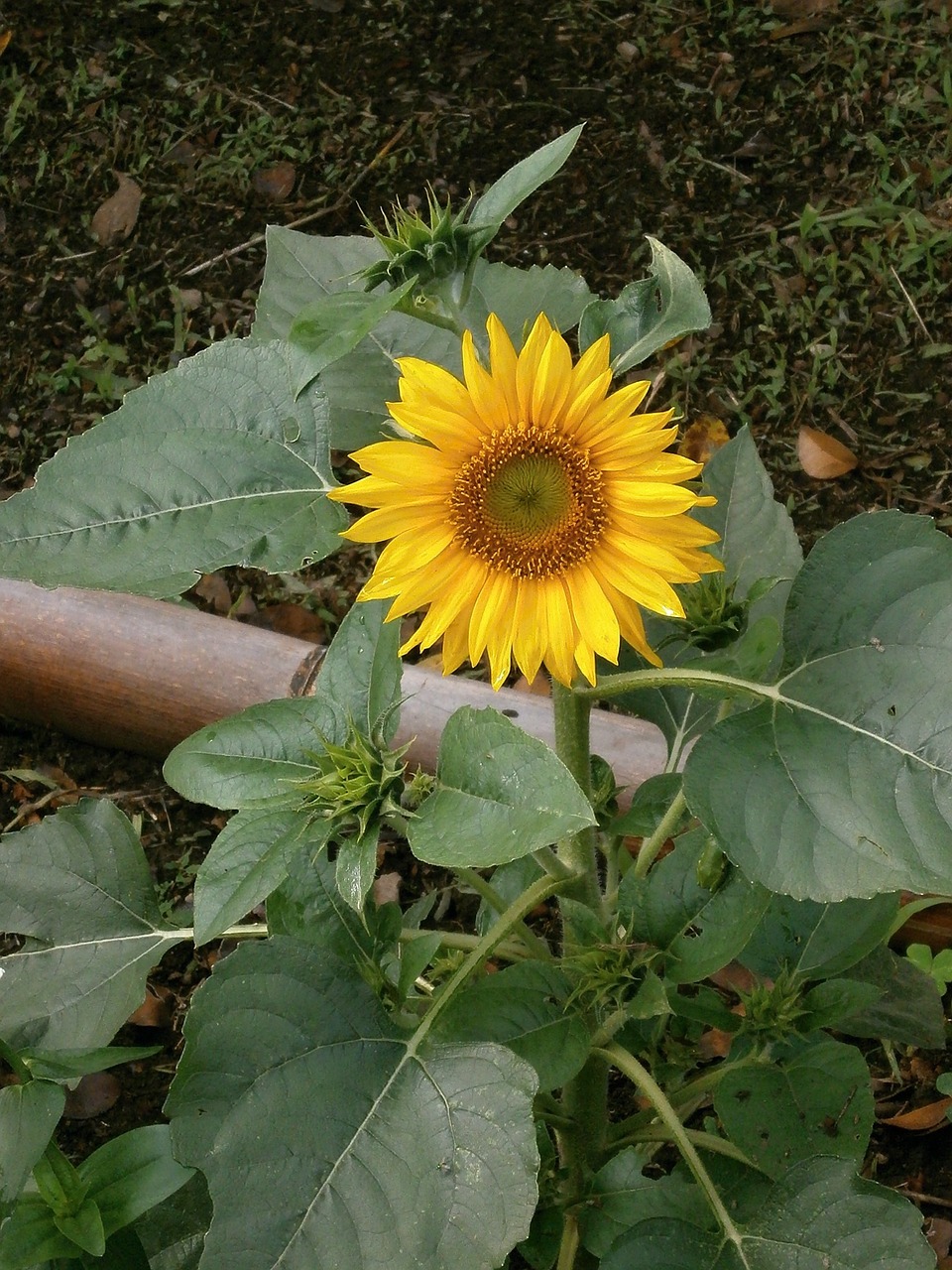 sunflower summer flowers yellow flowers free photo