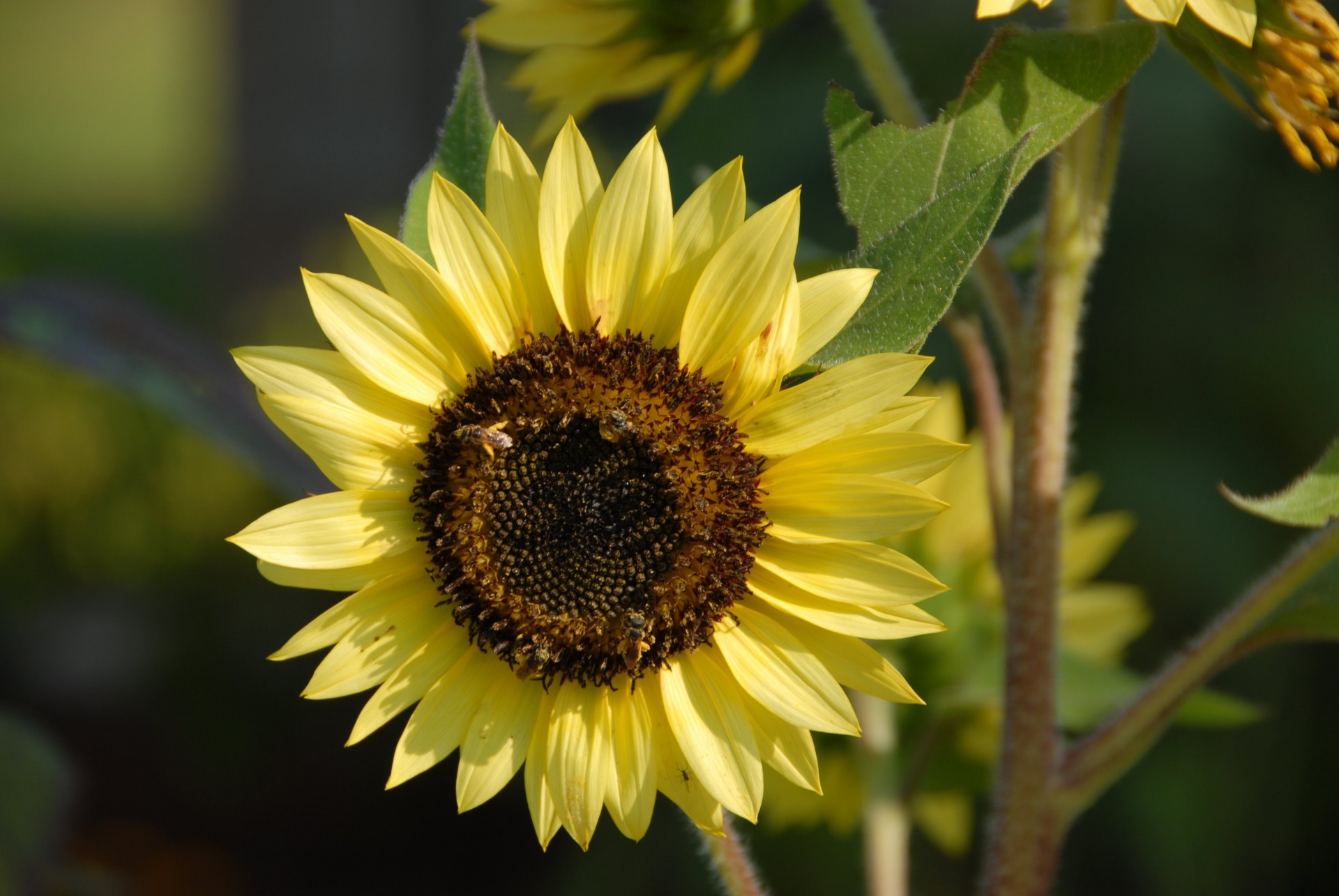 closeup macro sunflower free photo