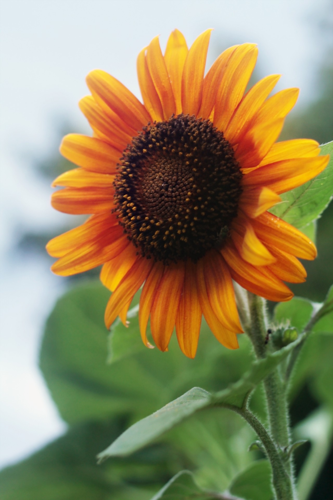 sunflower close up summer free photo