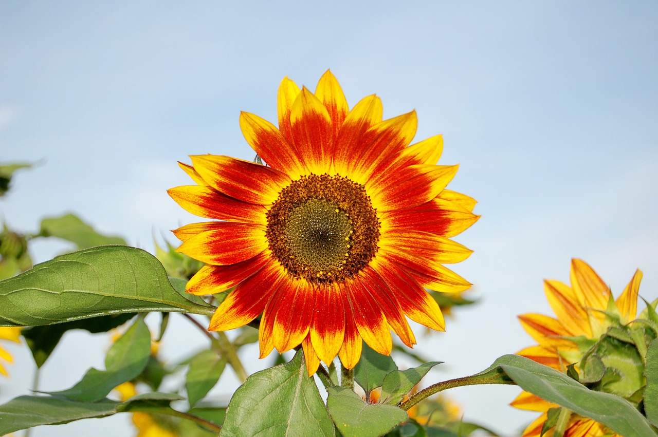 sunflower flower yellow free photo