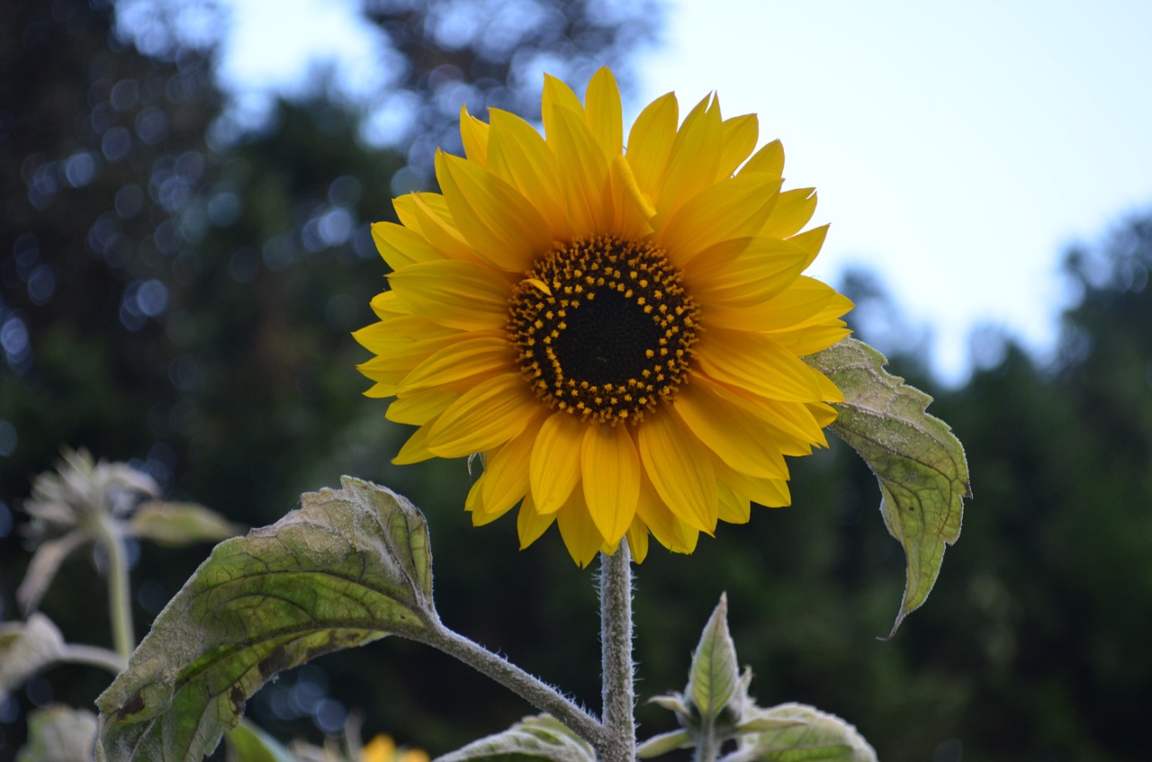 sunflower flower sun free photo