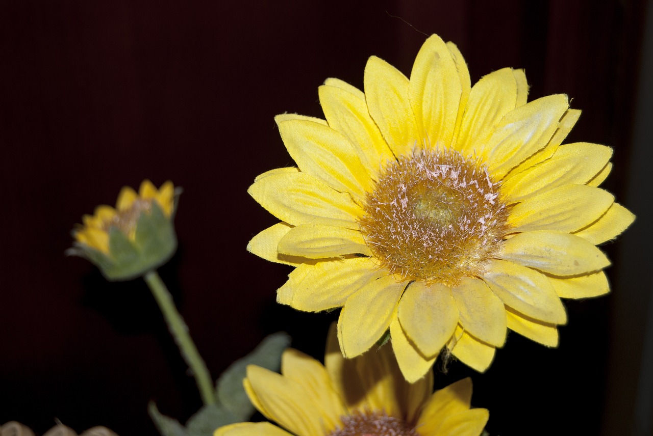 sunflower flower flowers free photo