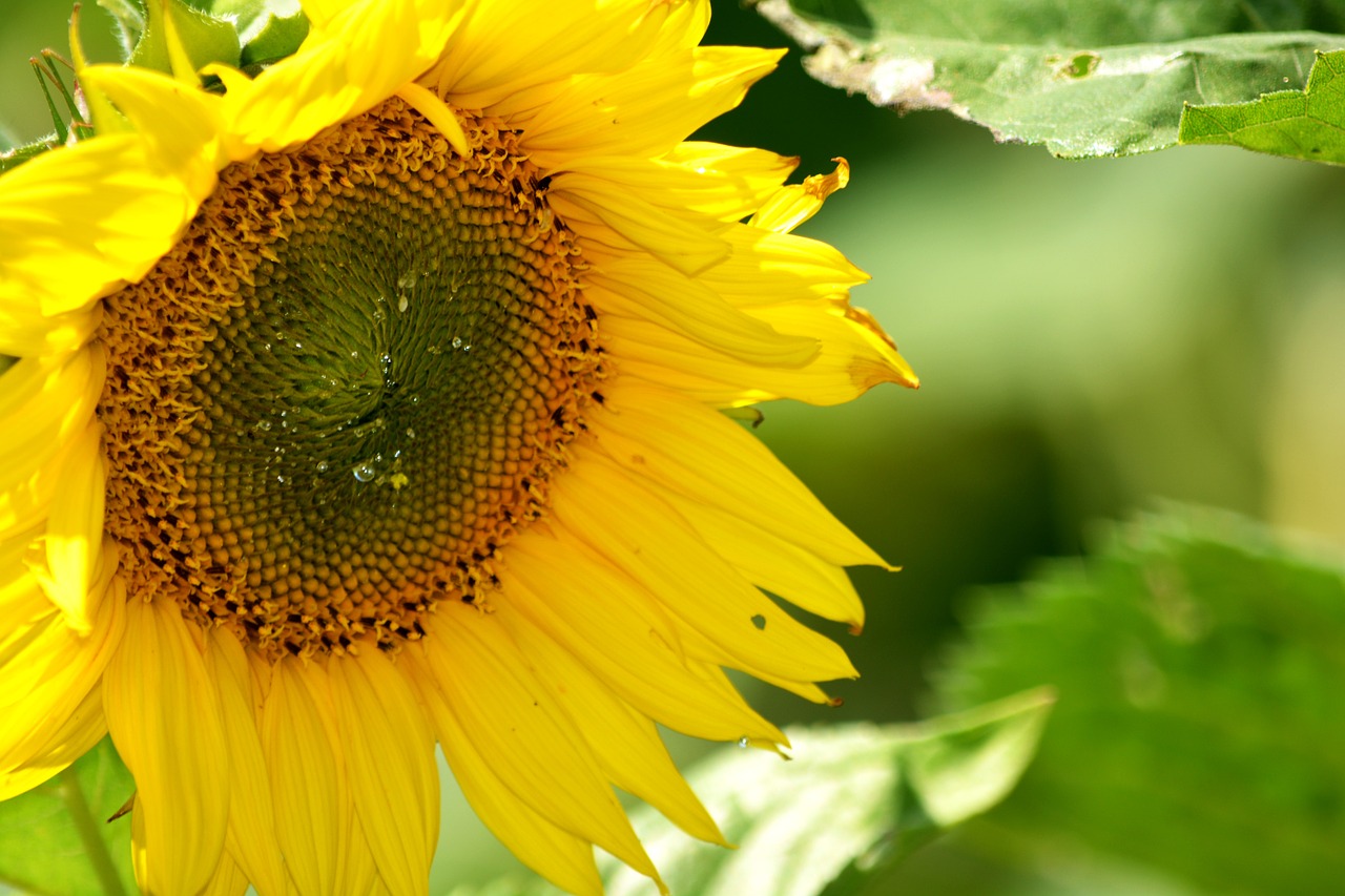 sunflower nectar pollen free photo