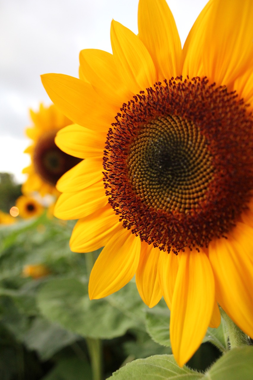 sunflower plant nature free photo