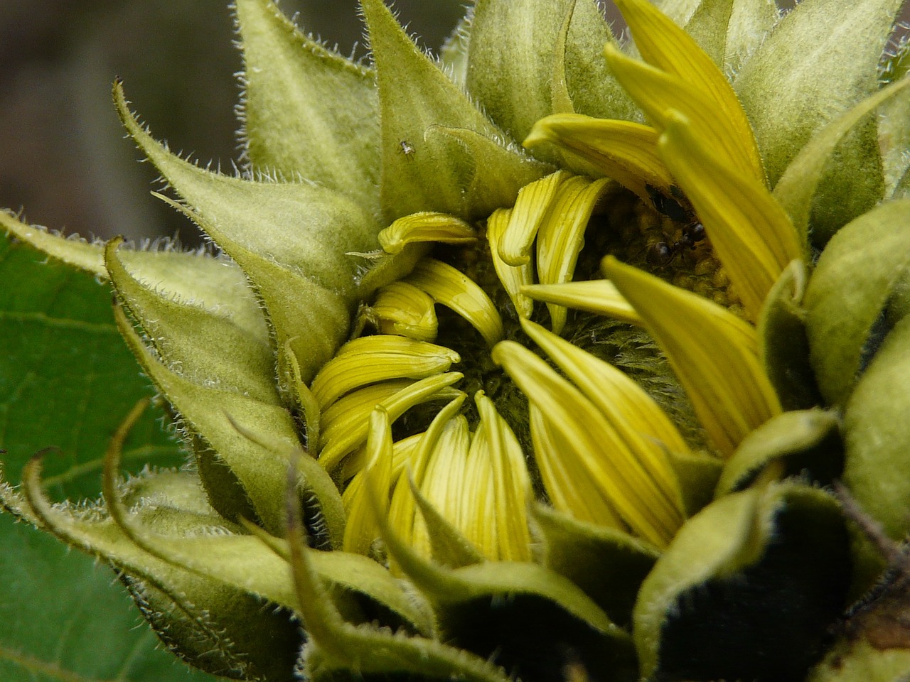 sunflower flower nature free photo