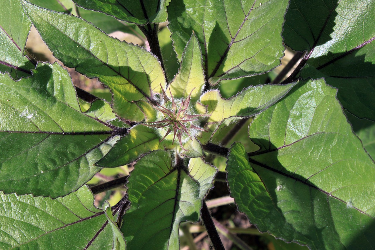 sunflower bud flower free photo