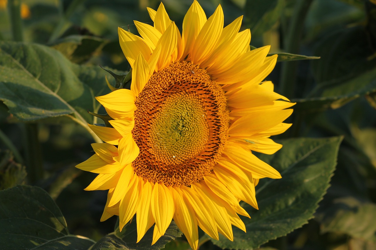 sunflower yellow plant free photo