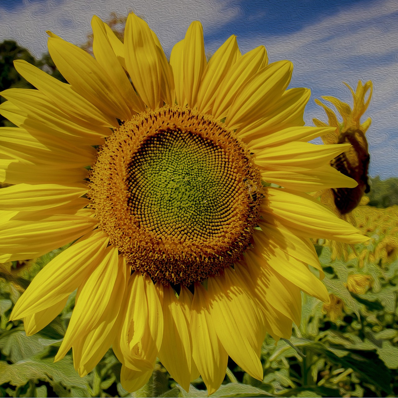 sunflower yellow summer free photo