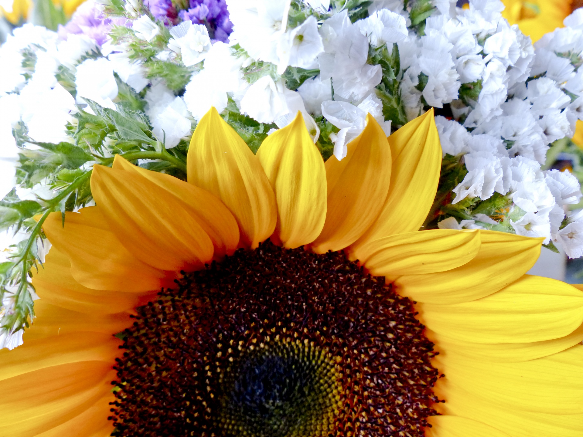 sunflower color yellow free photo