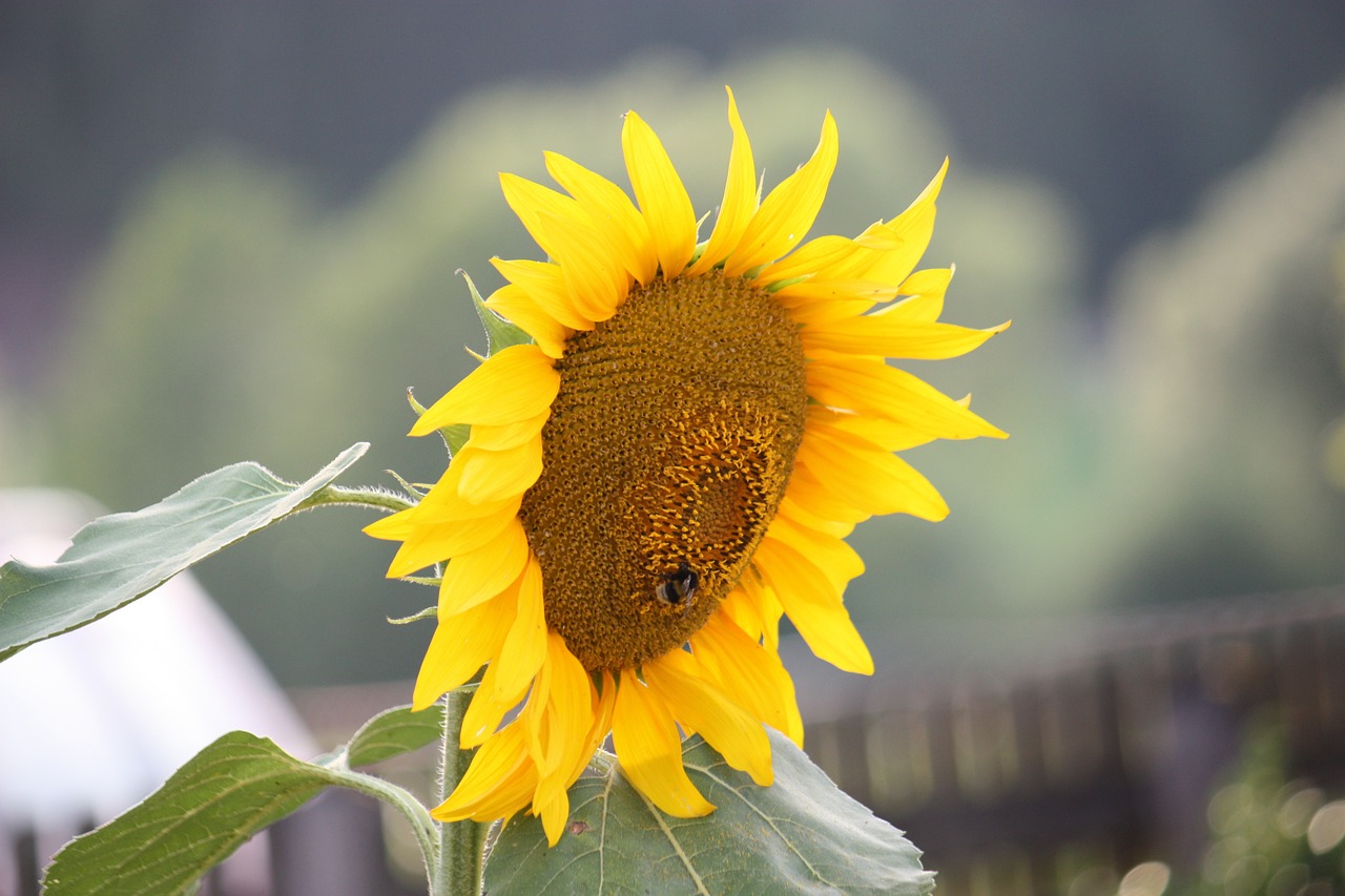 sunflower summer nature free photo