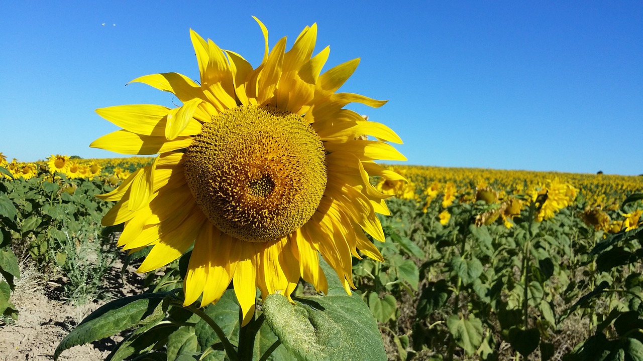 sunflower flower yellow free photo