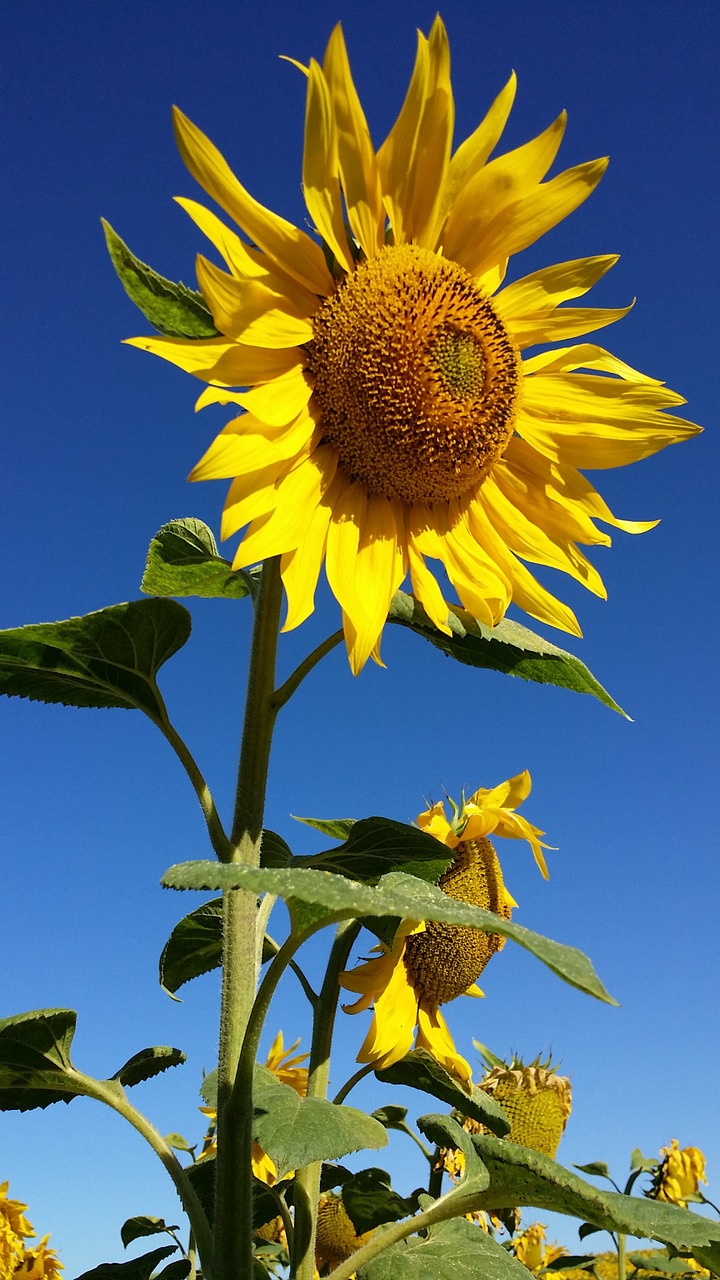 sunflower flower yellow free photo