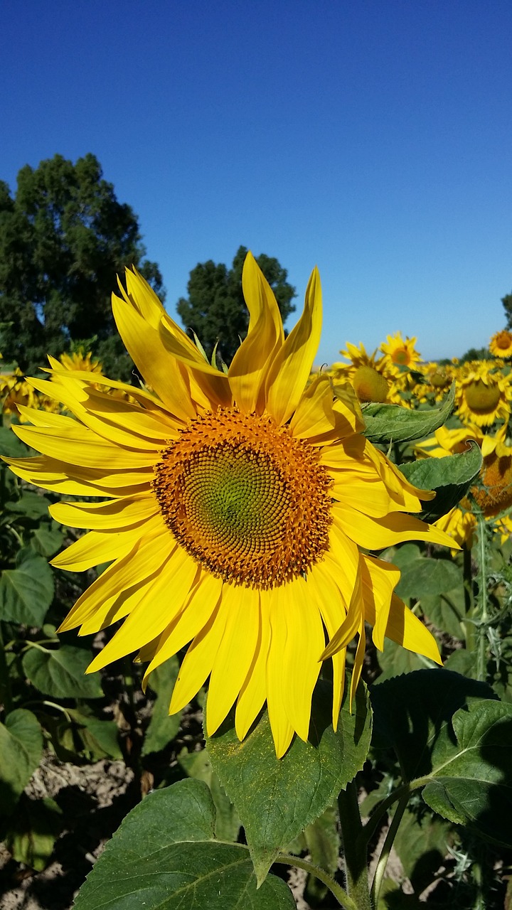 sunflower flower yellow free photo