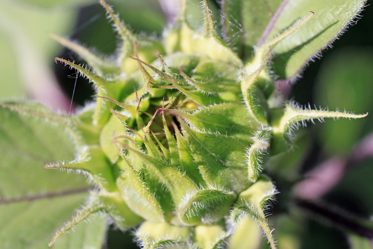 sunflower bud flower free photo