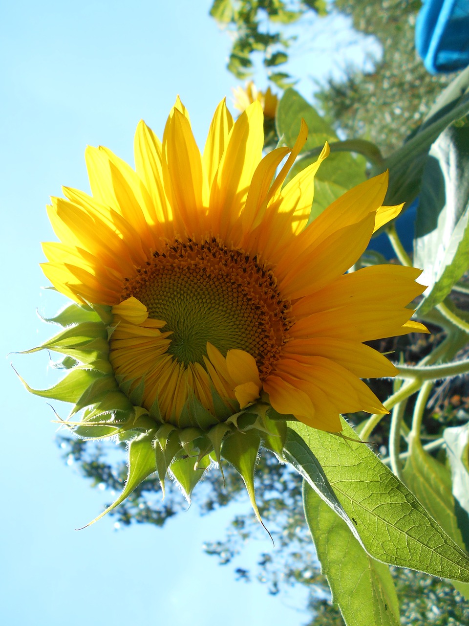 sunflower flower yellow free photo