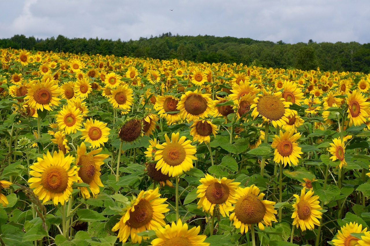 sunflower field yellow free photo