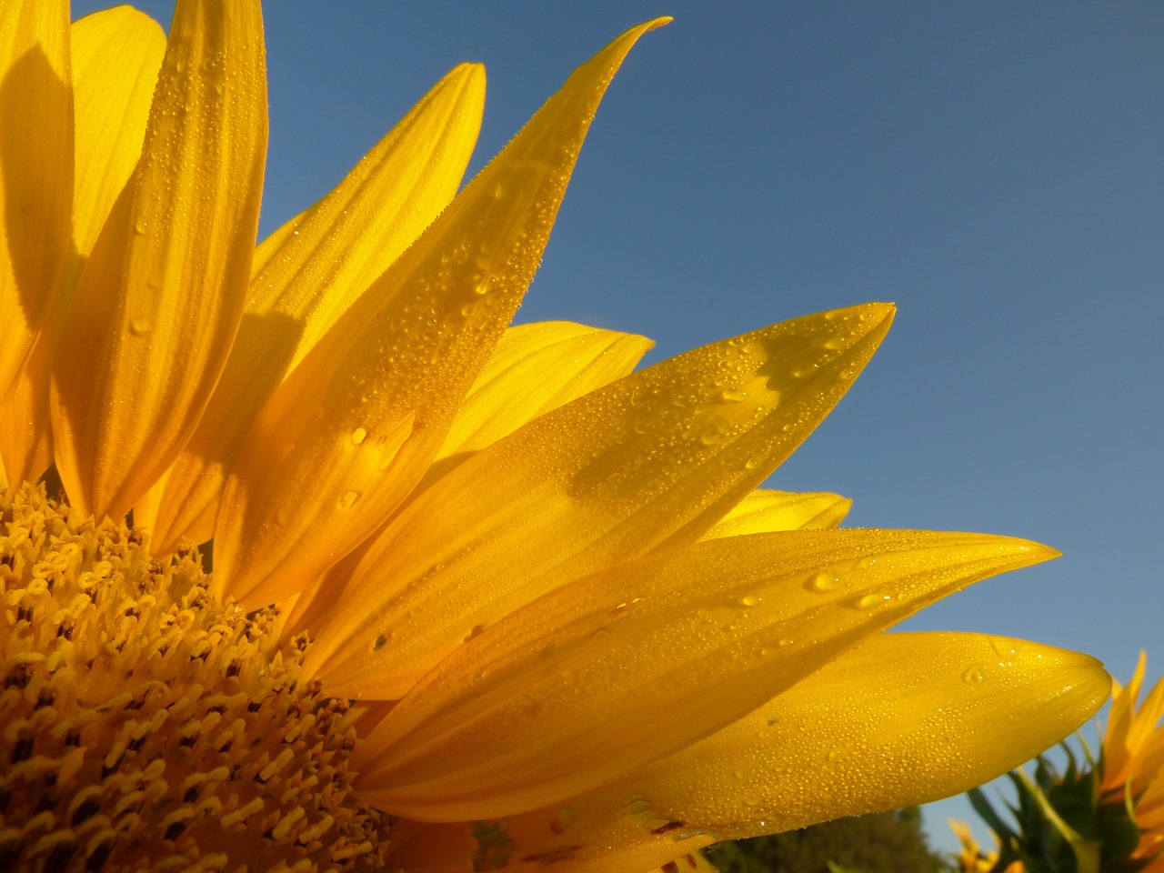 sunflower dew sunshine free photo