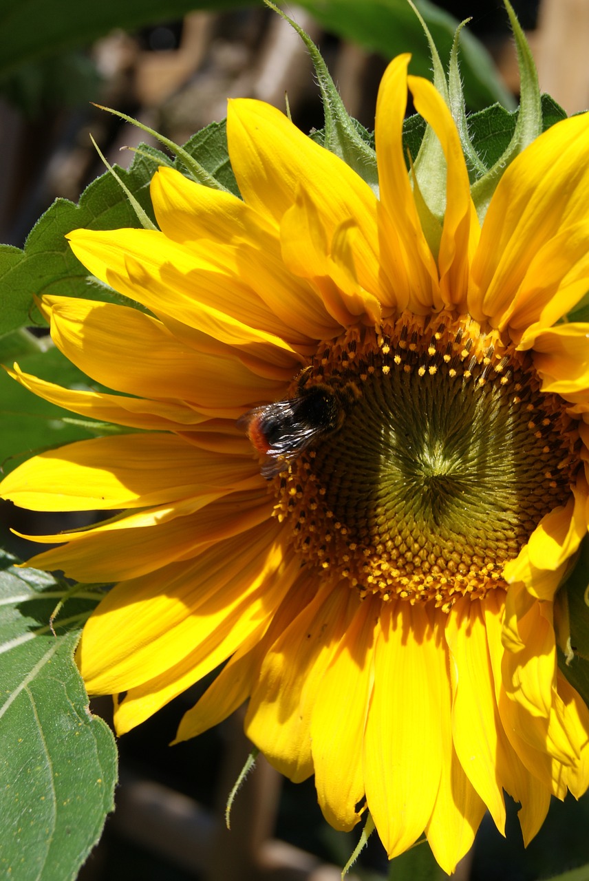 sunflower flower sunflowers free photo