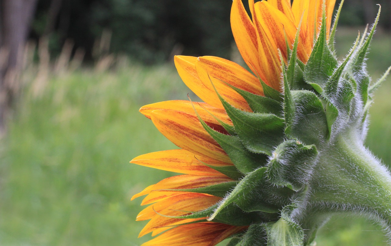 sunflower petals head free photo