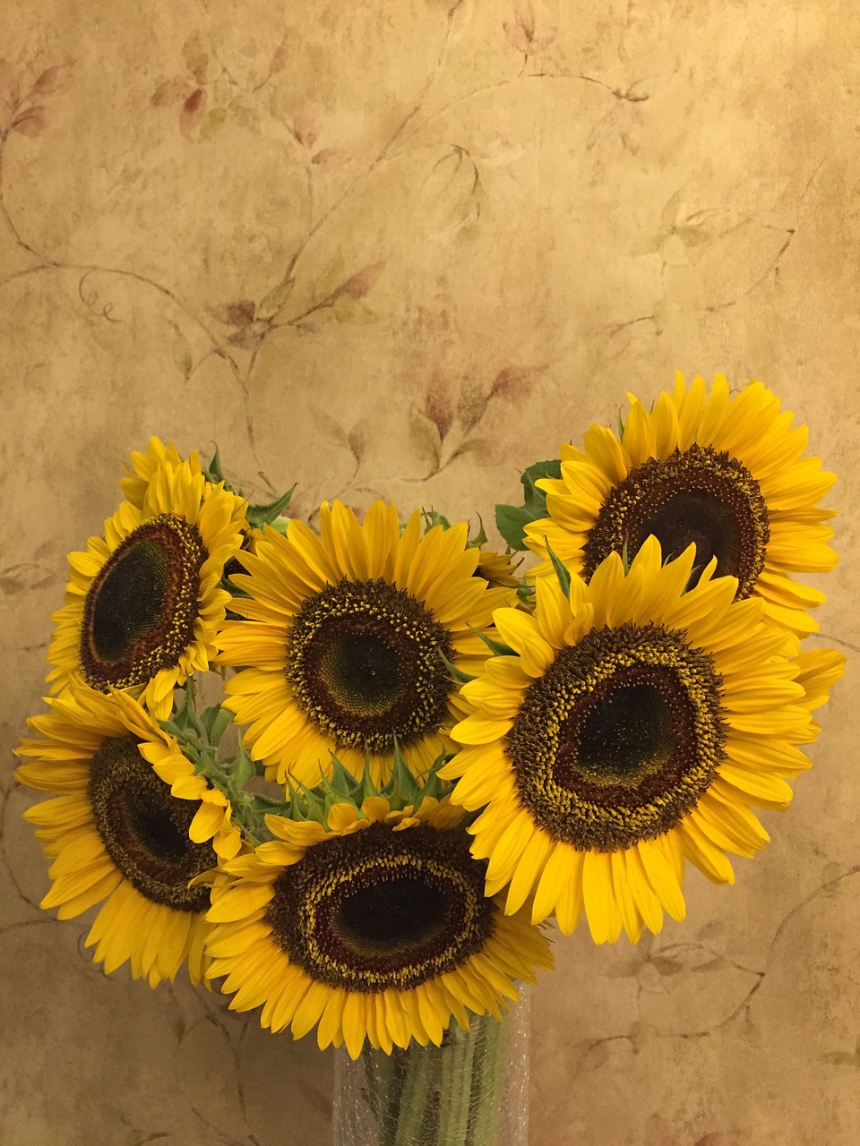 sunflower flower plant free photo