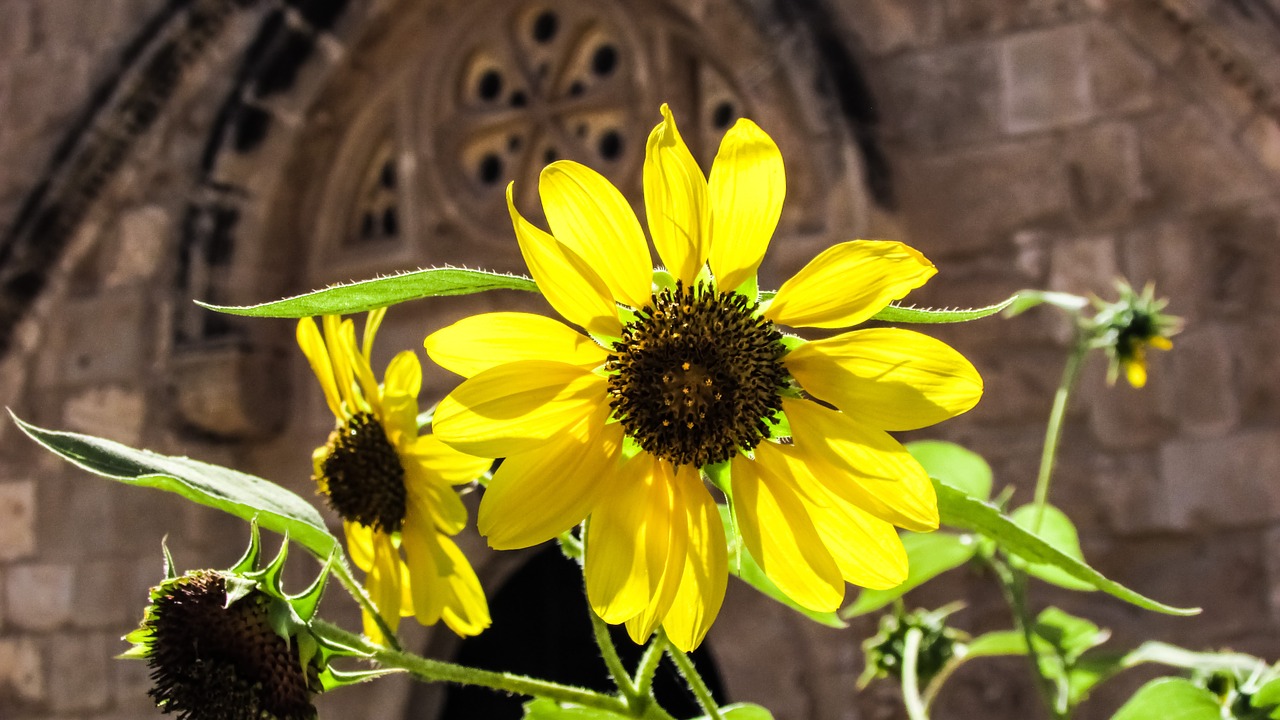 sunflower yard summer free photo