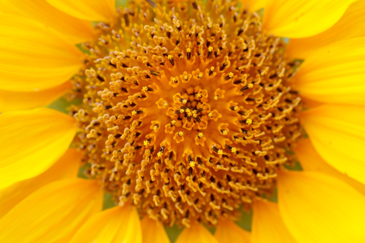 sunflower plants flowers free photo