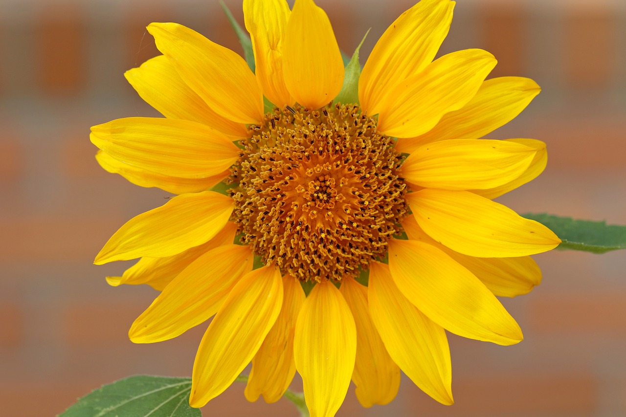sunflower plants flowers free photo