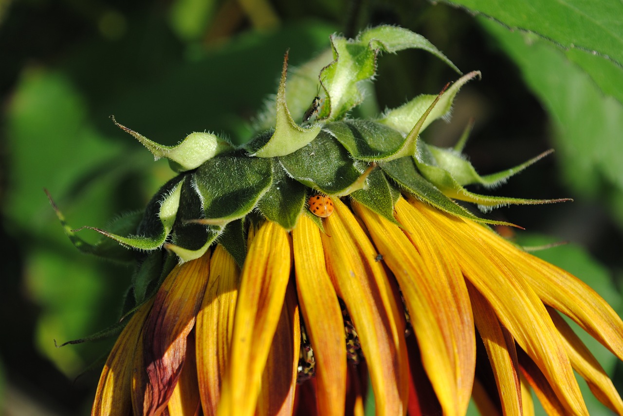 sunflower yellow sun free photo