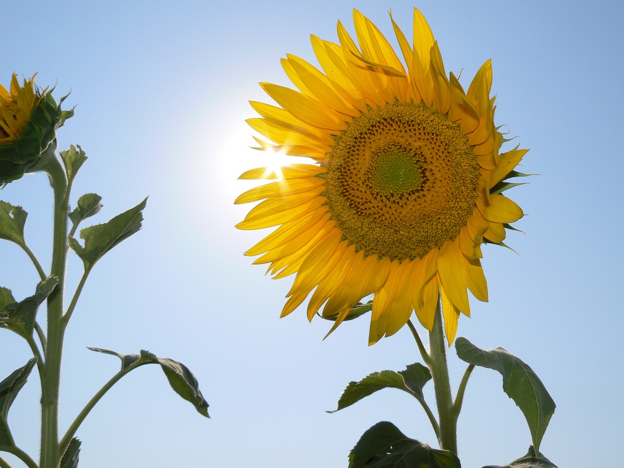 sunflower flowers sky free photo