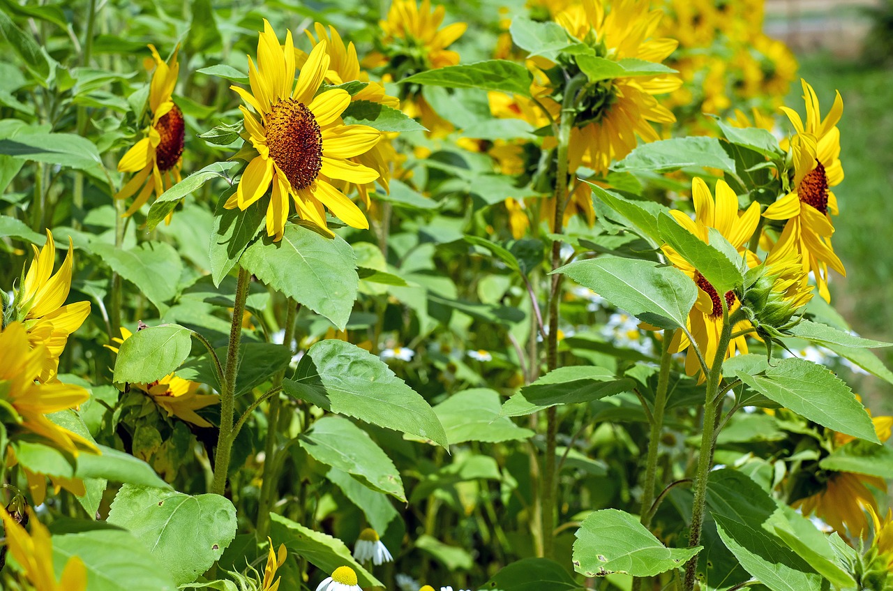 sunflower flowers bloom free photo