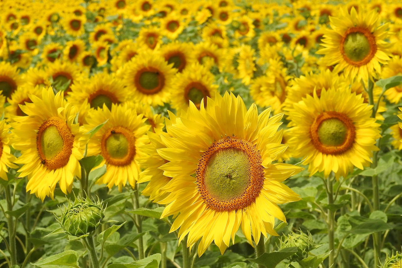 sunflower blossom bloom free photo