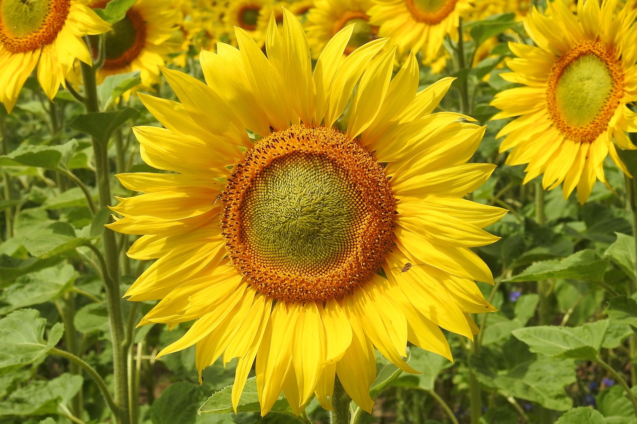 sunflower blossom bloom free photo