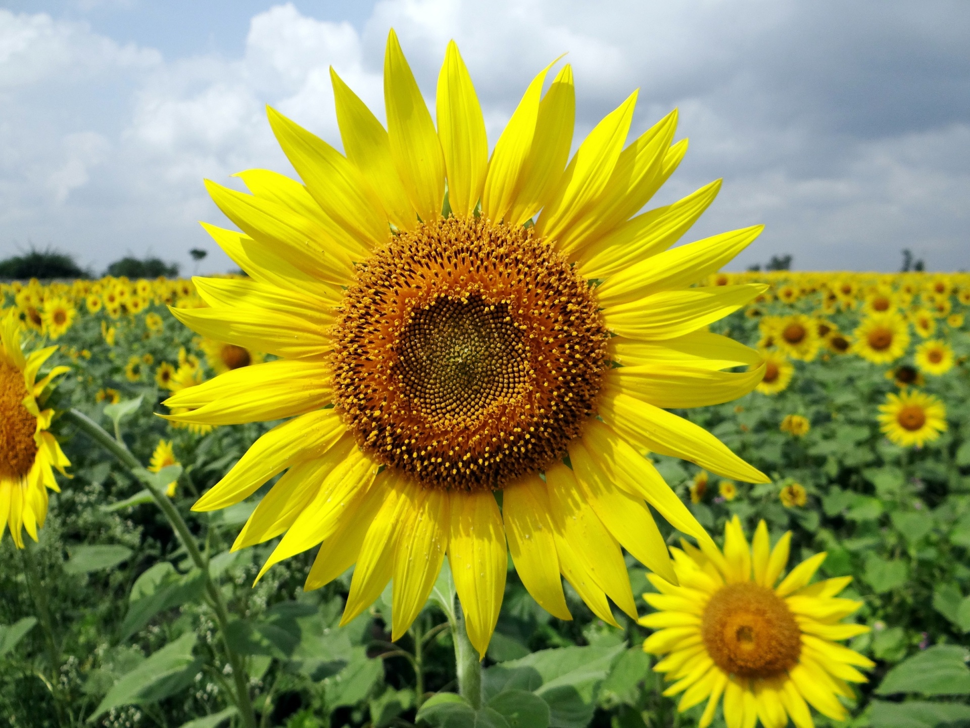 sunflower plant flower free photo