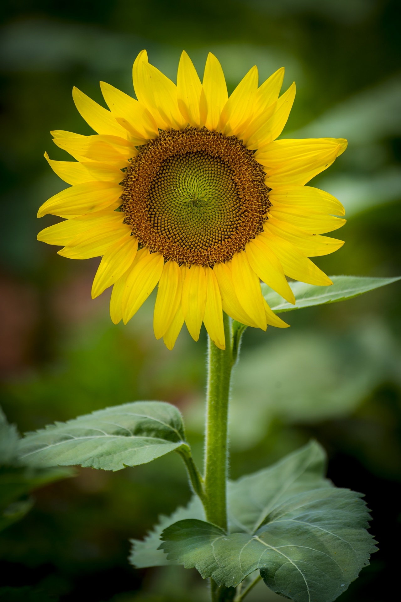 sunflower plant flower free photo