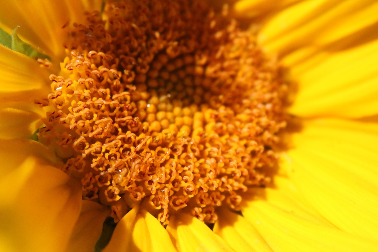 sunflower sunshine plant free photo