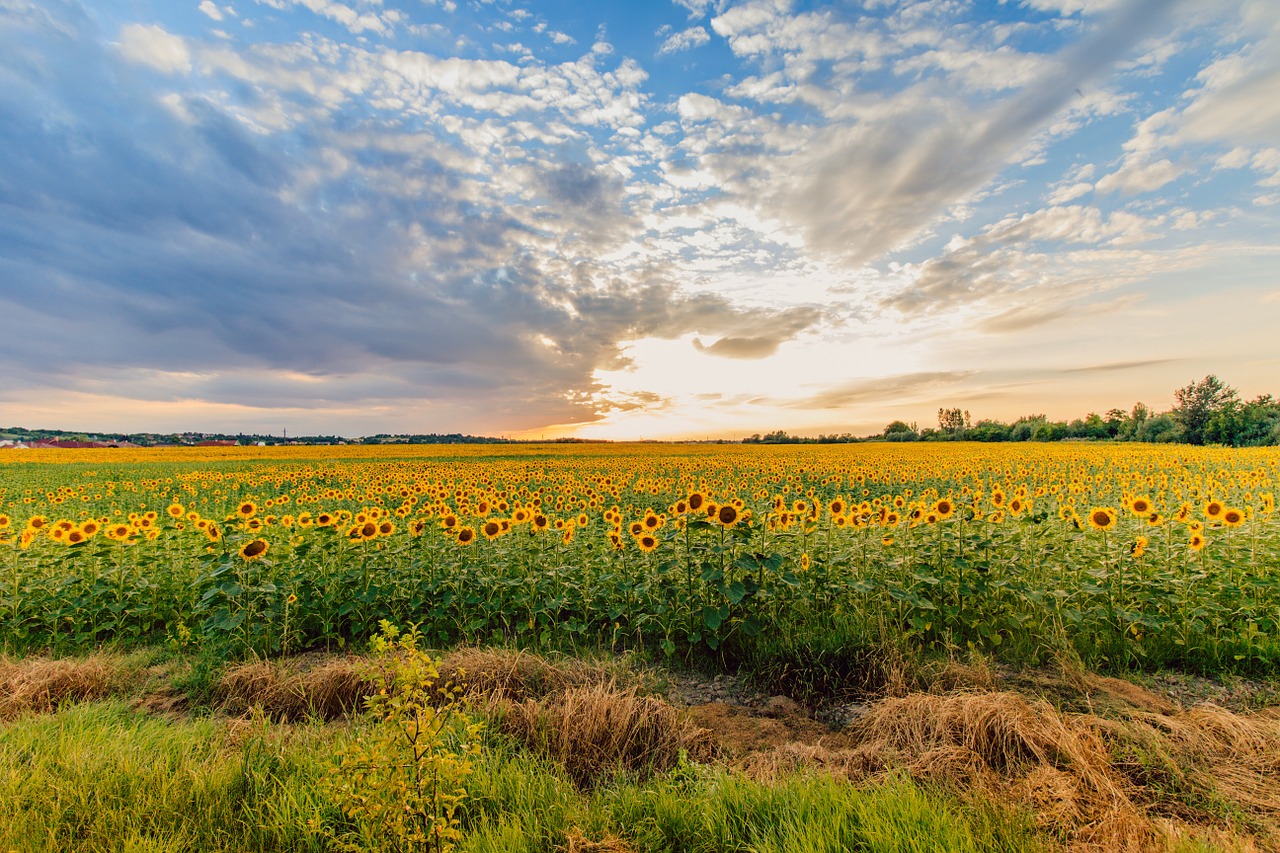 sunflower sunset summer free photo