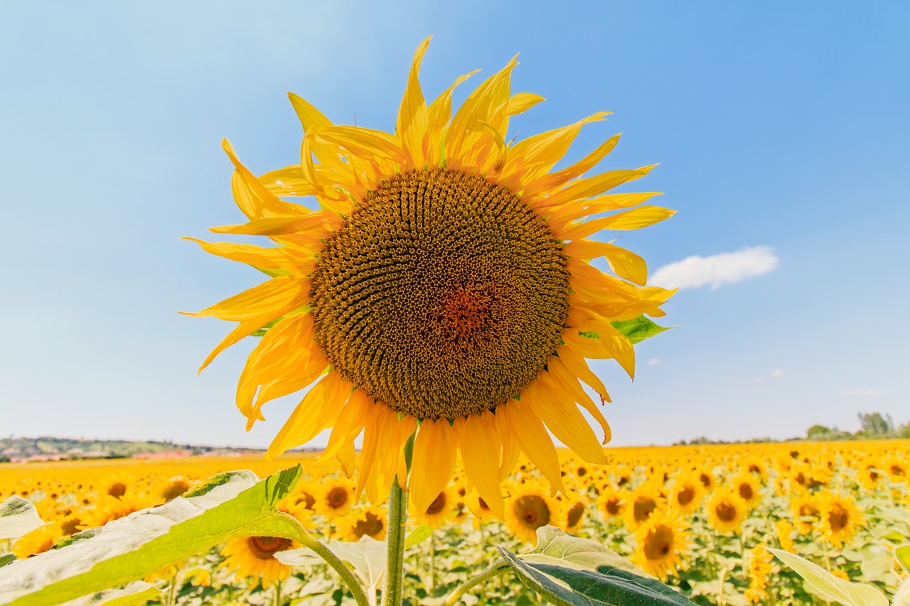 sunflower summer sunflower field free photo