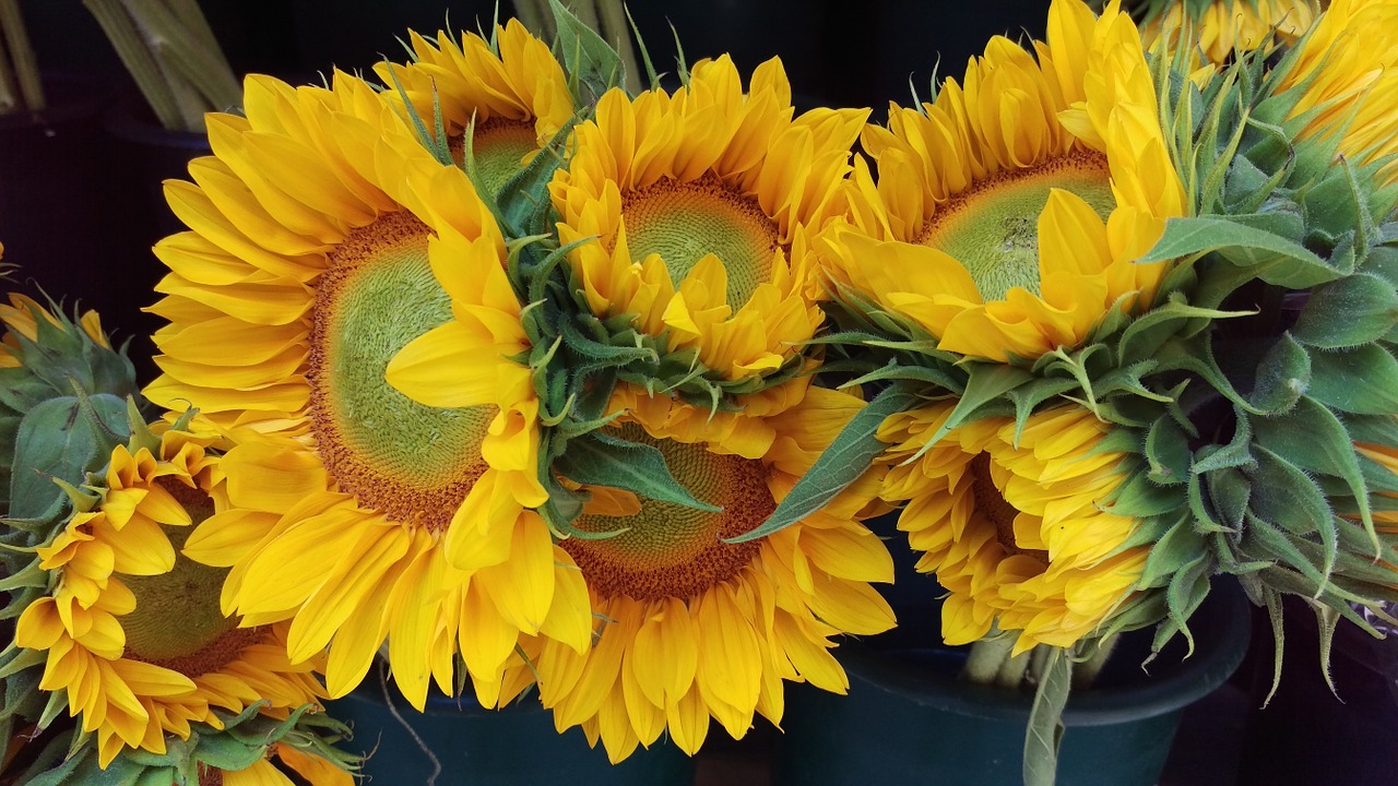 sunflower flowers bouquet free photo