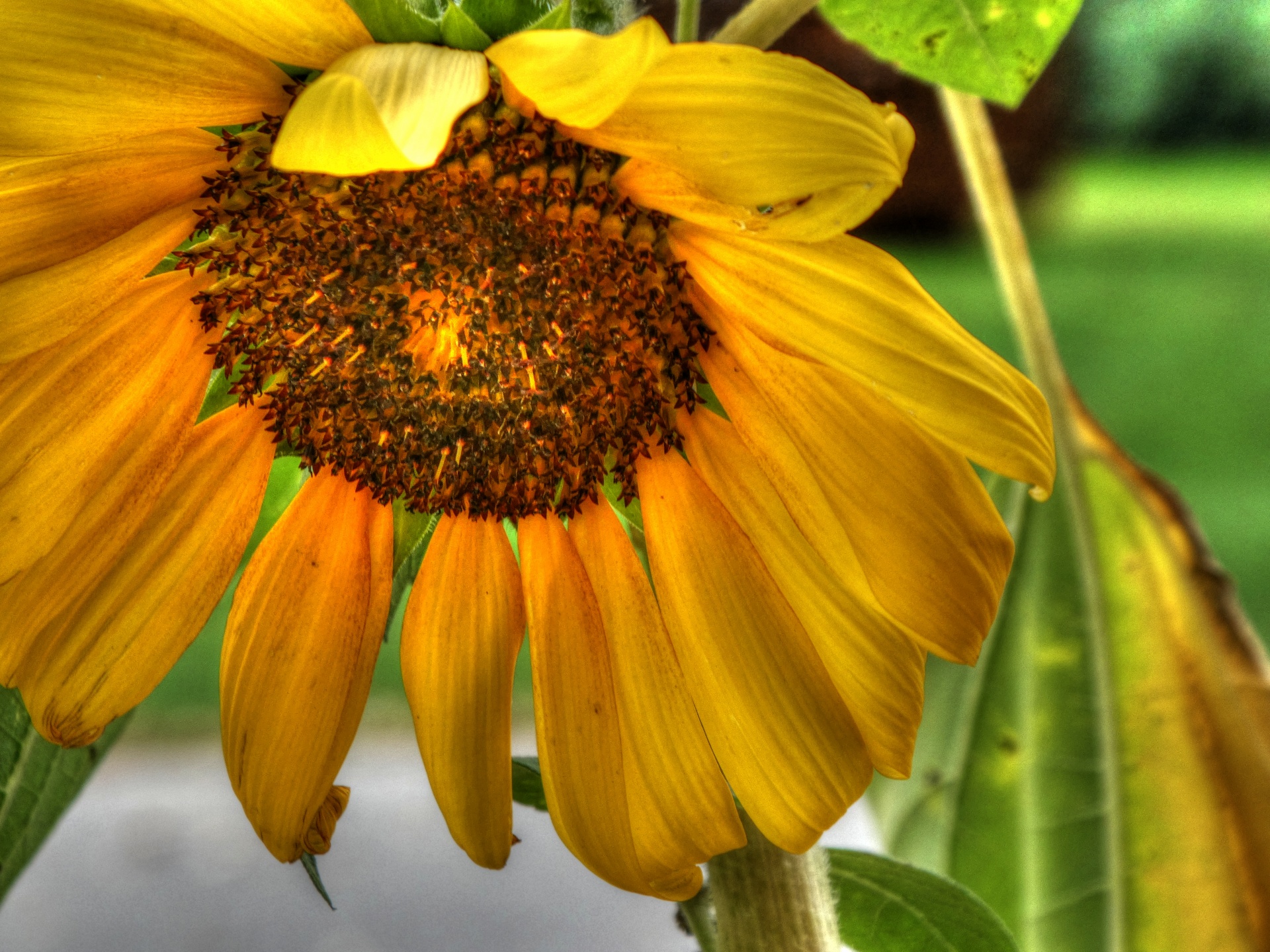 sunflower sunflowers yellow free photo