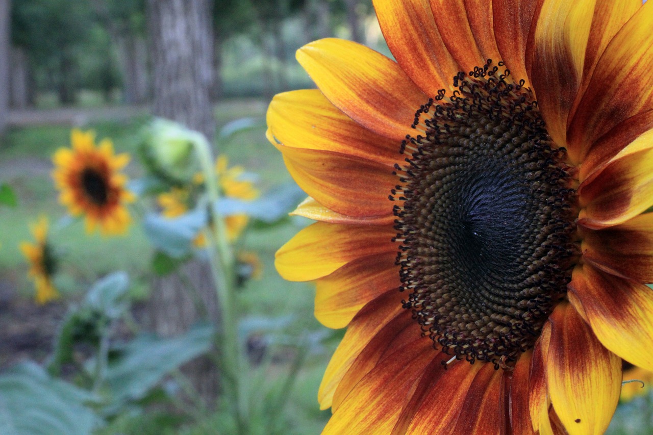 sunflower sunflowers colorful free photo
