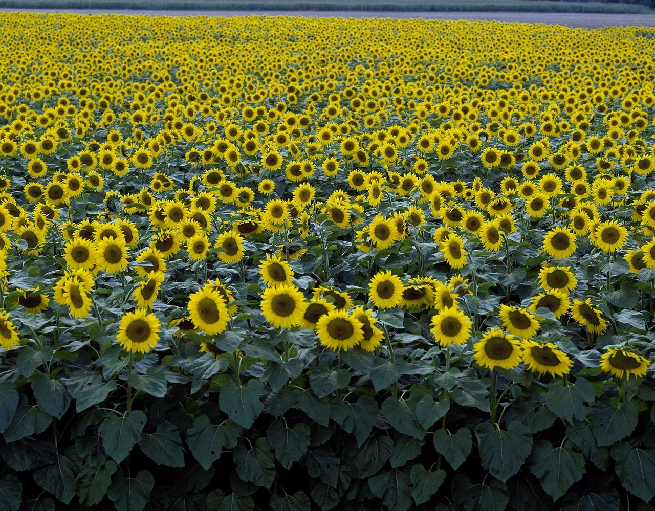 sunflower field yellow free photo